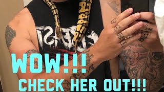 My Ball Python| My Corn Snake| I’m Back