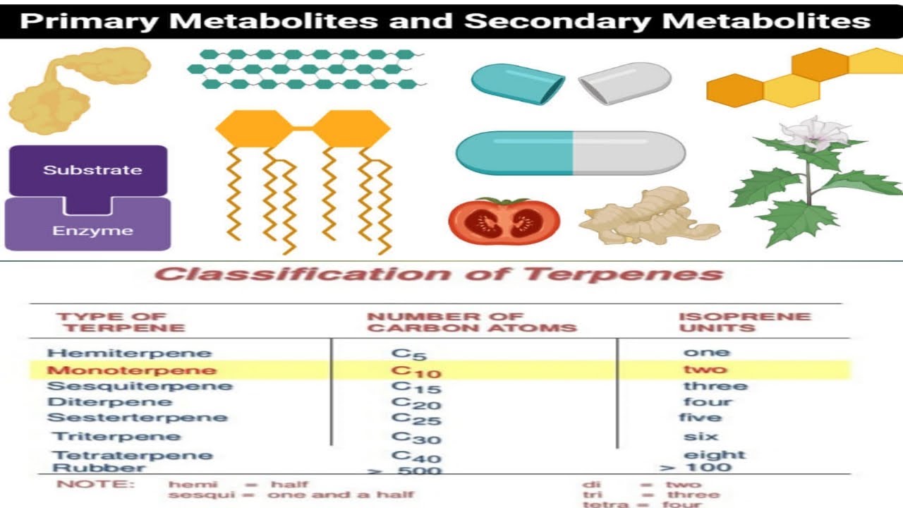 Secondary Metabolites/Natural Products & Terpenes Classification in Hindi/Urdu