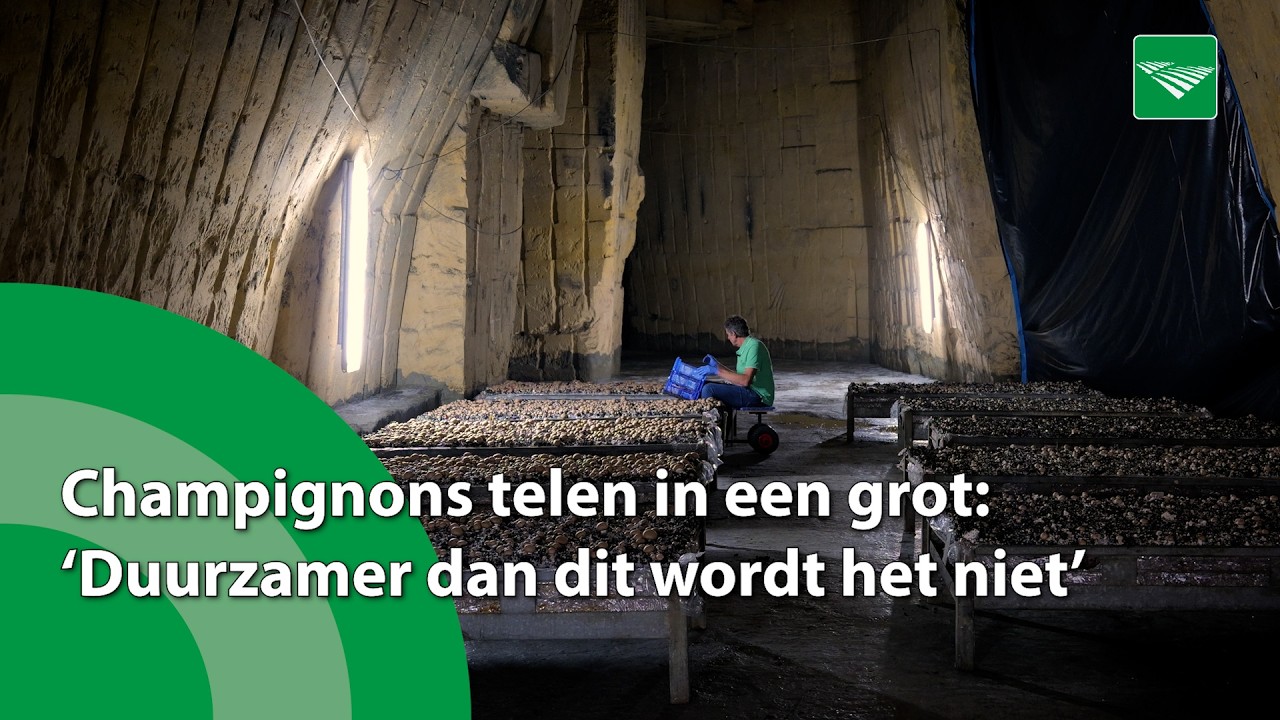 Growing mushrooms in a cave: ‘It doesn’t get more sustainable than this’