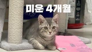 [VLOG] 태어난지 4개월 넘은 고양이 브이로그 | 지X맞은 고양이 일상 | 고양이 애교 | 집사의 질투 | 집사 또 취함 | 육묘일기 Ep.11