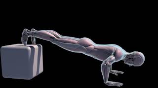 decline pushup muscles involved 3danatomy