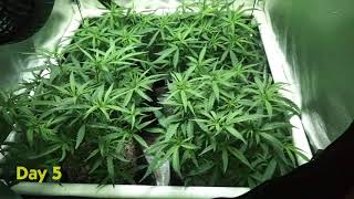 PhytoMAX-2 400 l Grow Along l Super Lemon Haze | 2.5x2.5 Tent l Veg 3 + Flower 1