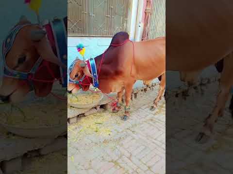 Qurbani Ka Jamwar