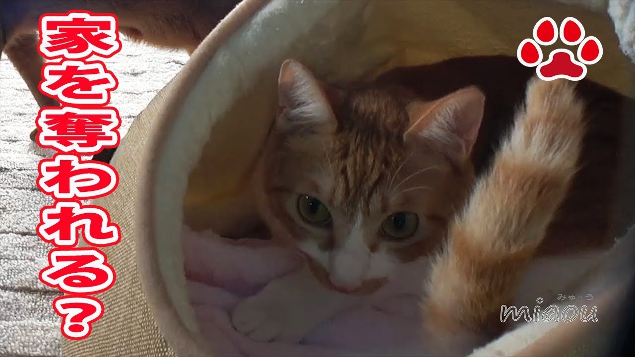 仔猫に試練。らな家を守れるか【瀬戸のらな日記】Lana,Protect the house