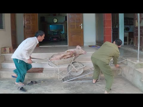 Video Bắt con lợn bản về làm thịt, giá lợn hơi 80 - youtube
