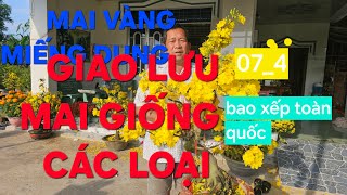 0366 048 123 MAI VÀNG MIẾNG DUNG GIAO LƯU MAI VÀNG CÁC LOẠI