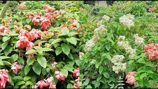 Repotting And Care Of Mussaenda Plant In Hindi