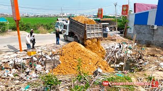 Start New Project! Amazing Activity Bulldozer Pushing Soil & 15t Dump Trucks Unloading Land Filling