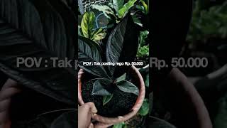 Jemani Black Misterius‼️ #tanamanhias #anthurium #jemani #langka #fyp #fypシ゚ #viralvideo