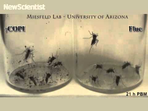 science jobs london Blood meal triggers mosquito death