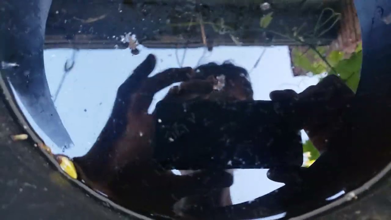 Hundreds Of Mosquito Larvae Wriggling Around In A Pool Of Stagnant Water