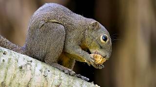 Observing Wildlife at Pasir Ris Park | Squirrels, Otters, a Young Crested Goshawk and Others
