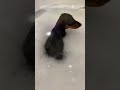 Bubble bubble pop puppy 🤗🦴🐶🧼🫧!!! #cute #animals #shorts #bubble #pop