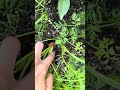 Carrots harvest #garden #gardening #حصاد #مزرعة #زراعة
