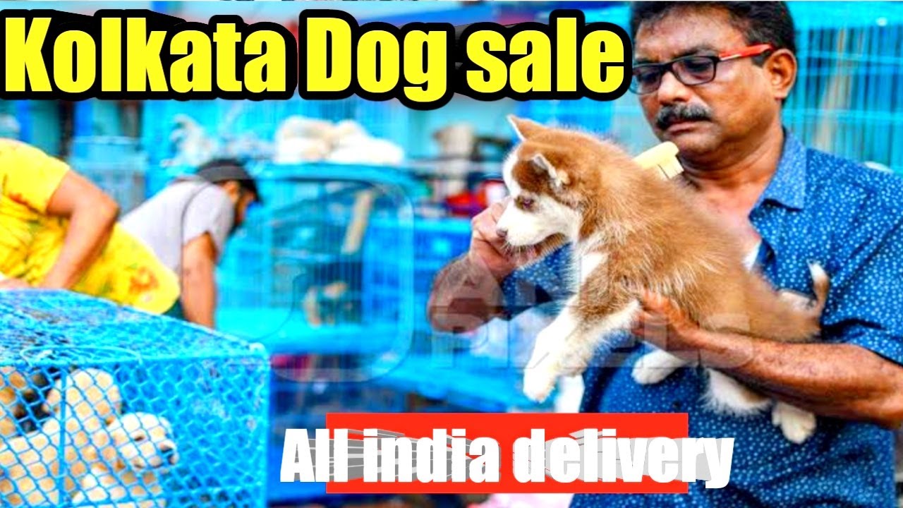 Gallif Street Dog Market Kolkata Dog Market Cheapest Dog Price In gallif-street-dog-market-kolkata-dog-market-cheapest-dog-price-in