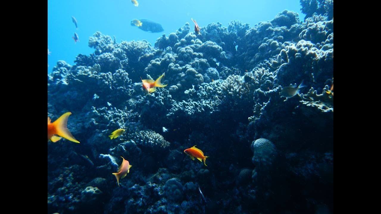 DIVING PARADISE : RED SEA - EGYPT - CORAL & TROPICAL FISHES