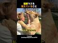 猛獣でさえ記憶すること