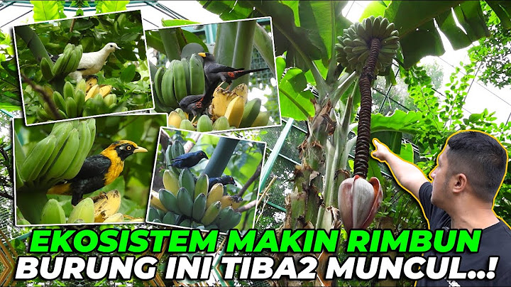 INILAH KEKAYAAN ALAM HUTAN AVIARY..! BURUNG2 INI TIBA2 MUNCUL DIHADAPAN KITA...