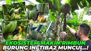 INILAH KEKAYAAN ALAM HUTAN AVIARY..! BURUNG2 INI TIBA2 MUNCUL DIHADAPAN KITA...