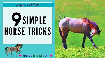 Horse Tricks 101 - 9 Simple Horse Tricks