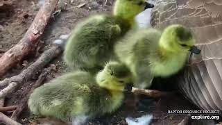 Decorah Goose Cam April 23, 2024 explore.org