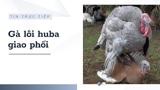 Tại sao gà lôi mái có sức chịu đựng hay?  Why are female Huba turkeys so resilient? #huba #turkey
