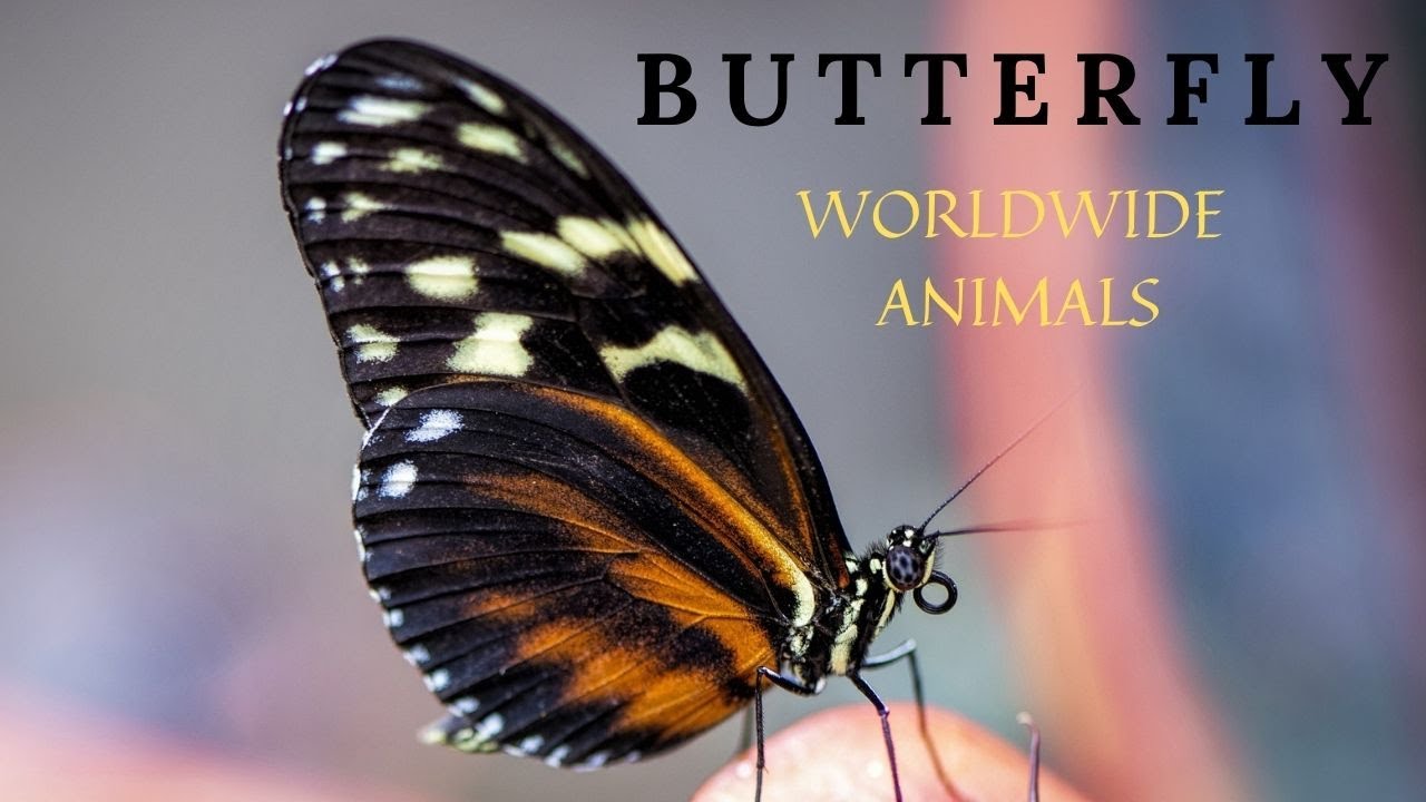 Amazing Facts about Butterflies Facts about Butterfly Interesting