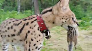 Serval vs a chipmunk by Serval Shorts 51,591 views 2 years ago 3 minutes, 26 seconds