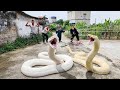 The expert bravely confronted two giant pythons.
