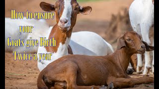 How to ensure your goats give birth twice a year