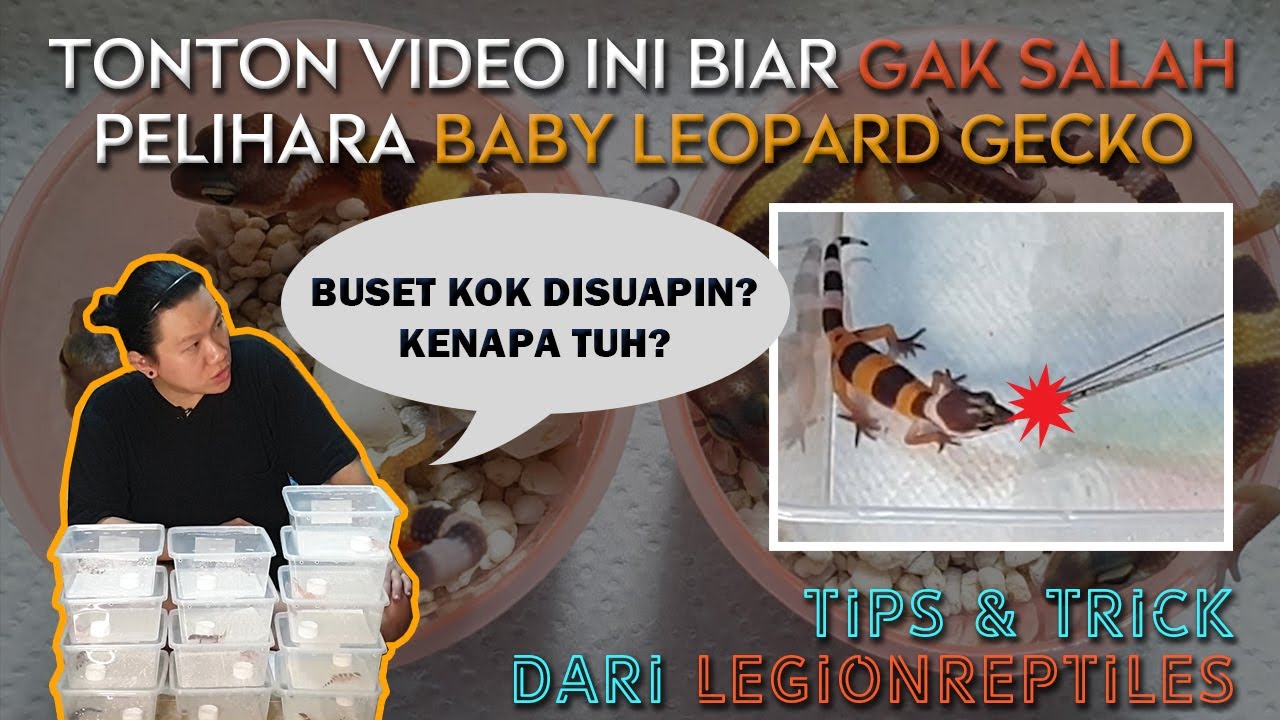 TONTON VIDEO INI BIAR GA SALAH PELIHARA BABY LEOPARD GECKO | TIPS & TRICK | KOLONI | LEGION REPTILES