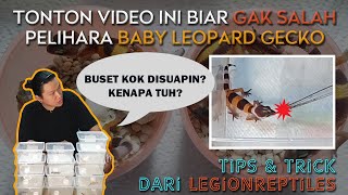 TONTON VIDEO INI BIAR GA SALAH PELIHARA BABY LEOPARD GECKO | TIPS & TRICK | KOLONI | LEGION REPTILES