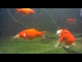 Gitup Git 1 pro action cam in my goldfish pond