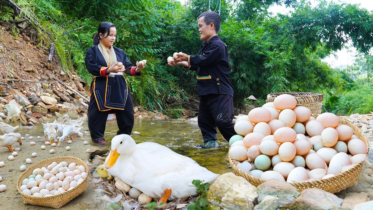 Dwarf family Primitive Life: Harvesting Eggs and Fruit Meet Giant Pythons & Ancient Crocodile