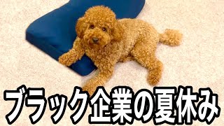 犬と暮らすブラック企業の夏休み。