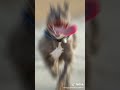 أنواع كلاب البيتبول