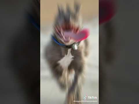 أنواع كلاب البيتبول