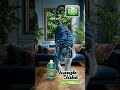 Luxury Home Cleaning Hack | Jungle Jake Cleaner & Degreaser (Boho Blue Design)