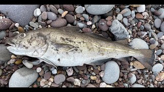 Cod Ray And Conger In The Shadow Of Hinkley Sea Fishing The Bristol Channel Shore February 2024