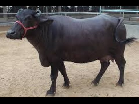 सपने में भैंस देखने का अर्थ - YouTube