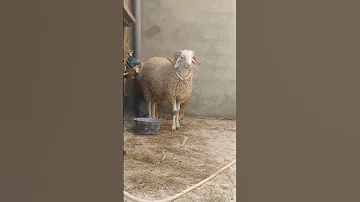 انتي باغيا كبش سمين 