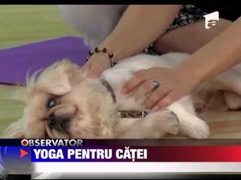 Video: Cu ce animale poți face yoga?