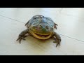 My Frog Hates Shower | Screaming Budgett's Frog