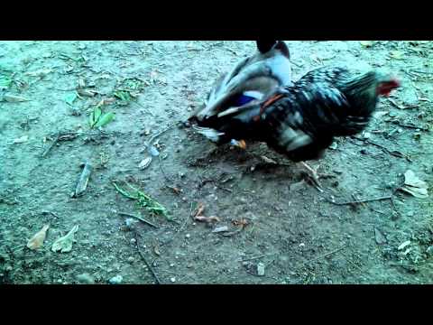 Duck doing chicken