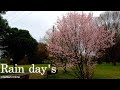 Heavy rain walk in countryside village at spring  japan walk explorejapan