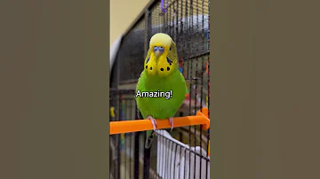 Talking Parakeet Says 33 Words In Under A Minute Boba The Budgie 