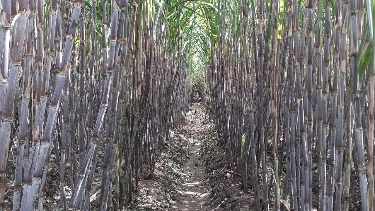 Tebu varietas Bululawang kwalitas super,bikin cepat kaya kalo menanamnya seperti ini..