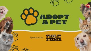Adoptable Pet | March 28, 2025 | News 19 at 4:30 p.m.