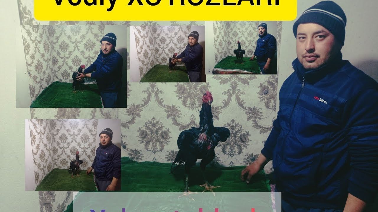 Yangilik xoroz toblash barcha sirlari 0 dan tayor boguncha 1 chi kun boshladik