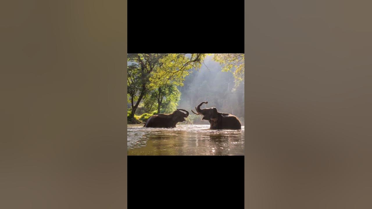 Elephant Noise Sounds Effect 🐘 - YouTube
